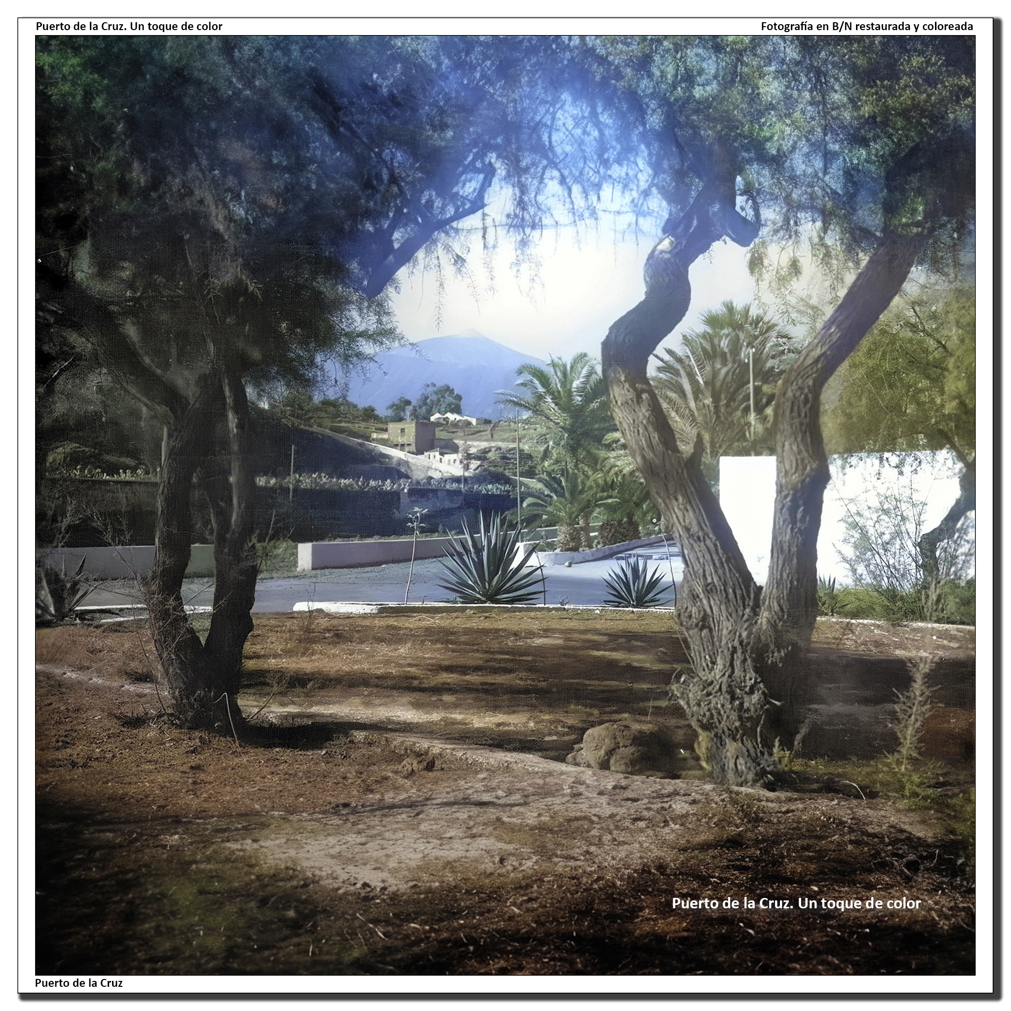 Barranco de Martiánez y Paseo de Las Palmeras – 1950