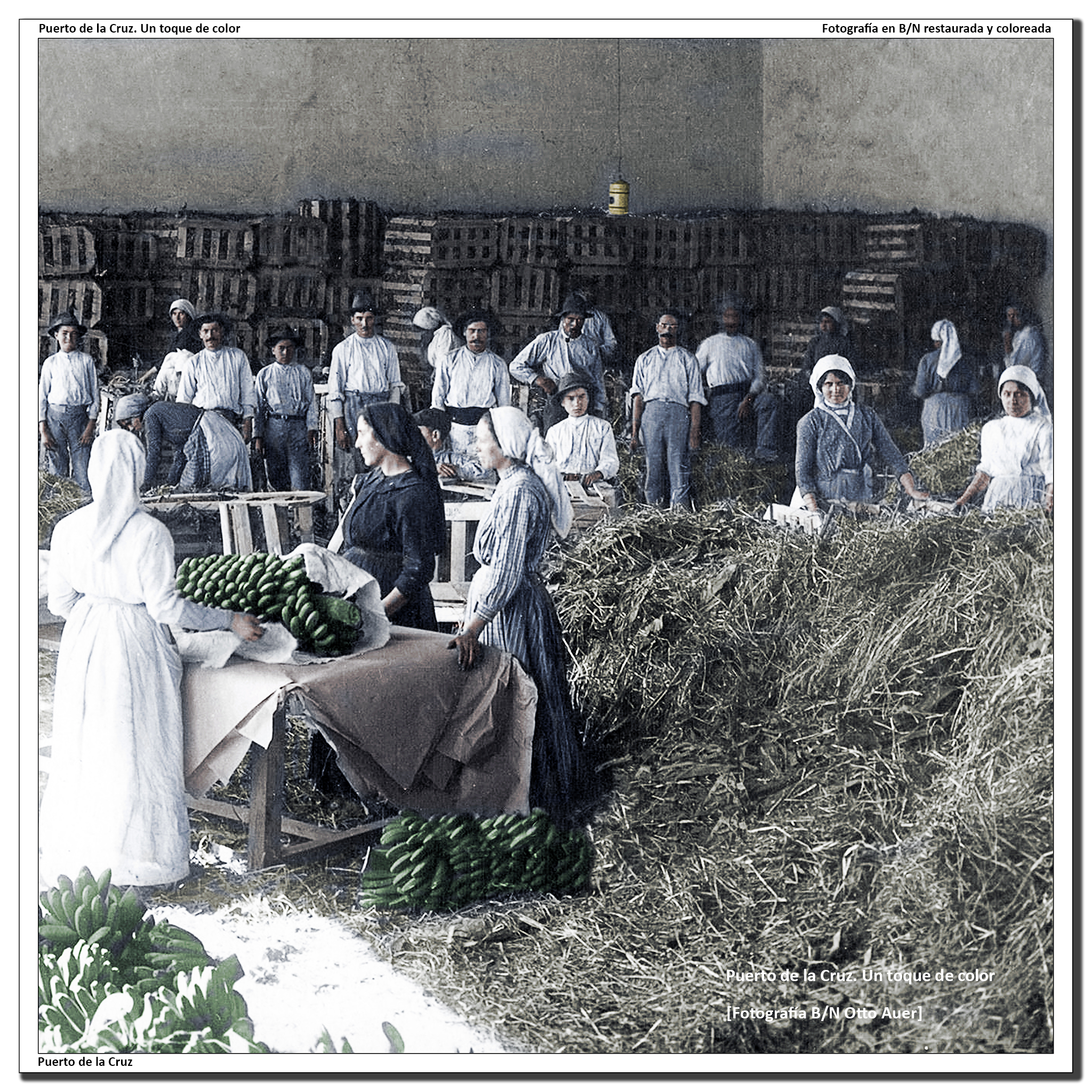 Empaquetado de plátanos – 1920/30