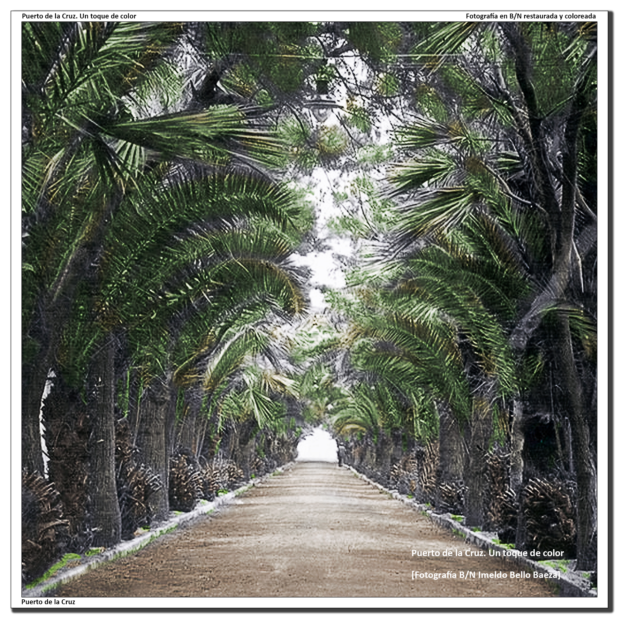 Paseo de las Palmeras – 1952