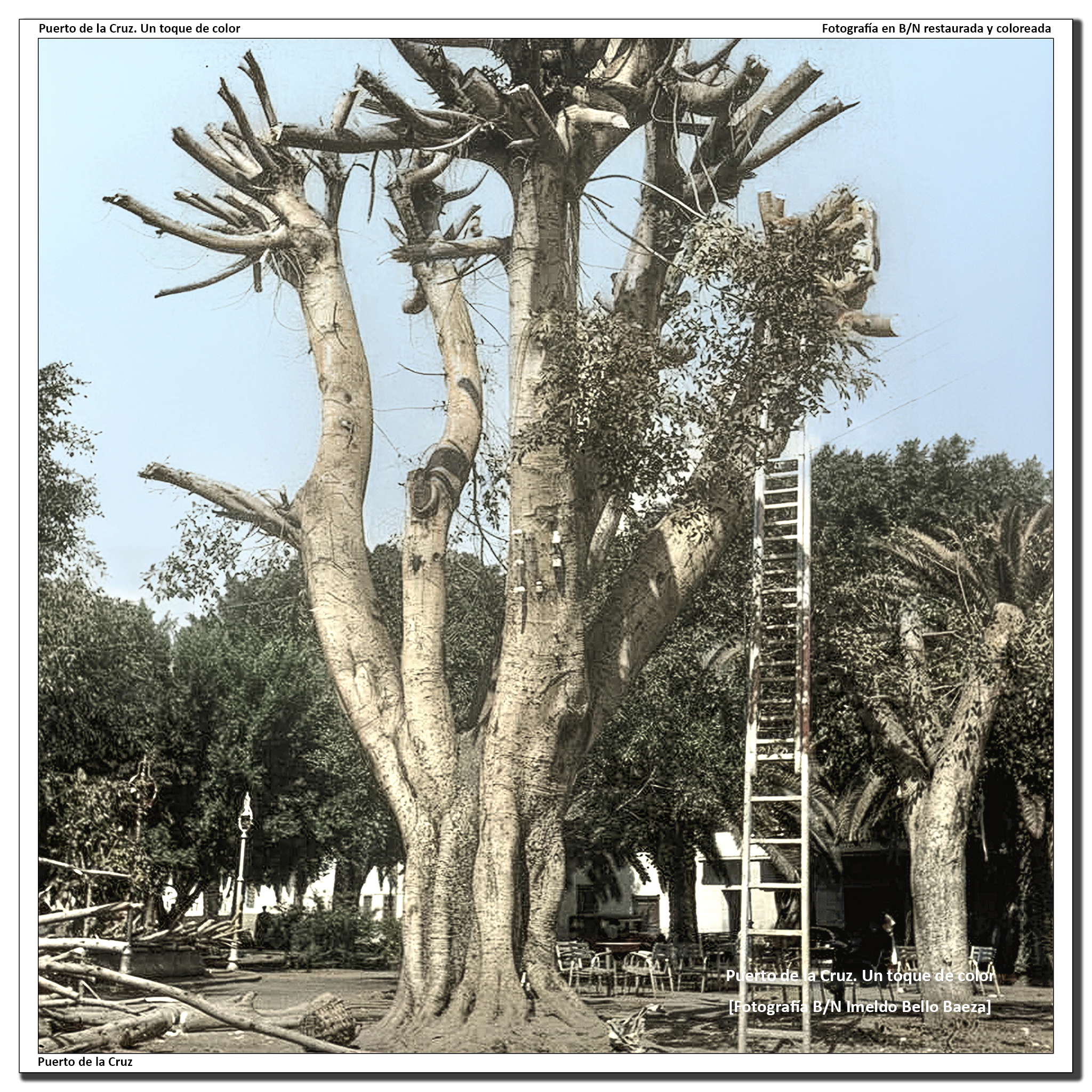 Plaza del Charco, trabajos de poda de laureles de india – 1952